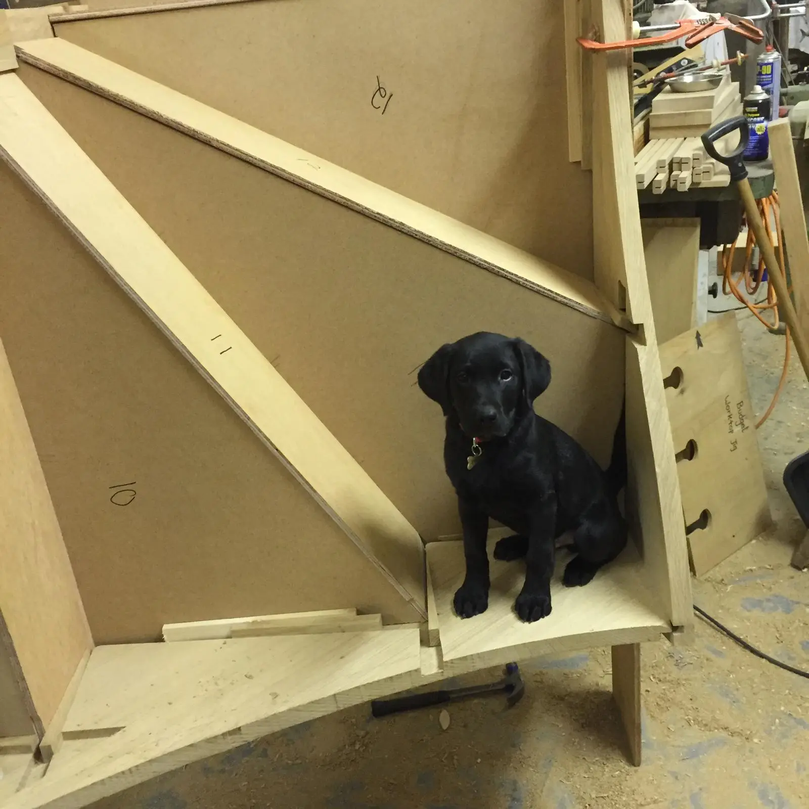 An oak staircase part-built on the workshop floor, treads numbered in pencil, with the workshop dog sitting on it