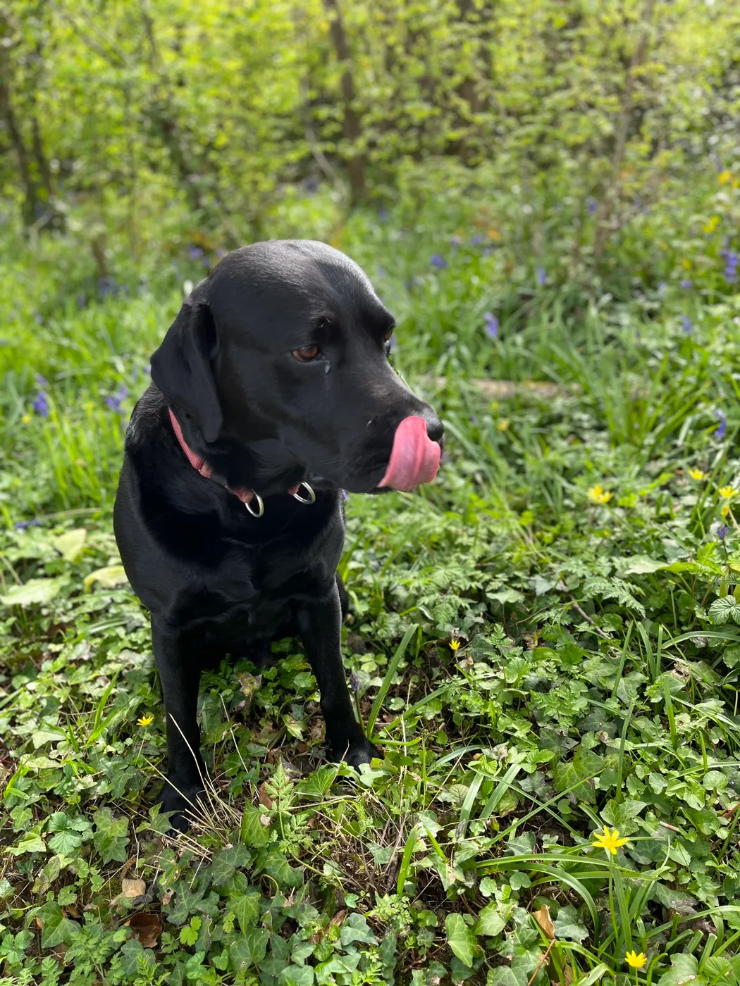 Barney, the workshop Labrador